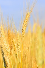ripe wheat in field 