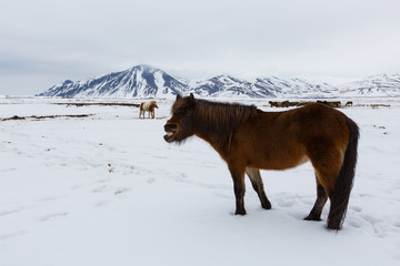 Horse iceland