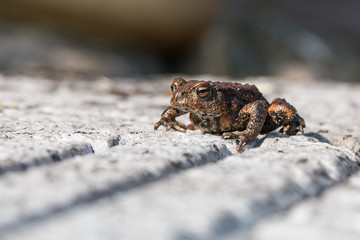 kleine Erdkröte