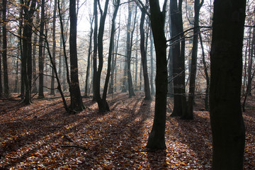Obraz premium Greenpeace Waldcamp Goettingen.Solling, noerdlich Bad Karlshafen