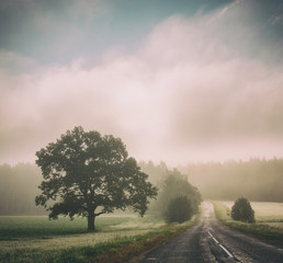 Autumn Landscape with Silhouettes of Trees and Road in Fog. Picturesque Morning Scenery at Sunrise with Mist. Toned and Filtered Instagram Styled Photo with Copy Space. Mystical Nature Background.