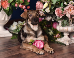 Cute puppy lying on the floor with flowers