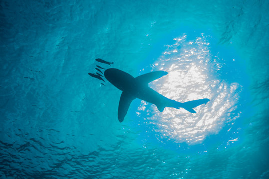 White tip shark (Carcharhinus longimanus) swimming with small fish, low angle view, underwater view, Brothers island, Egypt