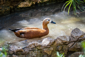 Canard tadorne casarca