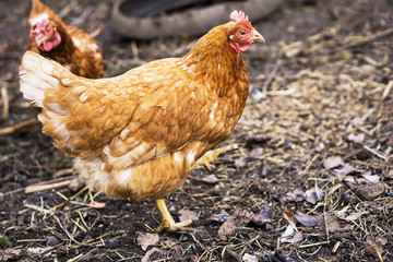 Closeup, brown hen in a free range farm. This hens lay first quality organic eggs.