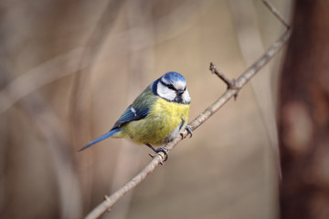 Eurasian blue tit (Cyanistes caeruleus)