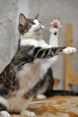 The cat is standing on its hind legs