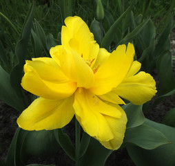 The yellow double narcissus in the spring garden