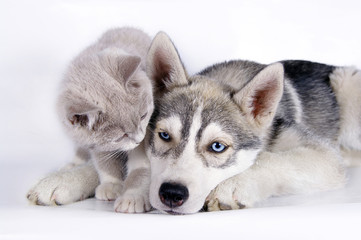 Siberian husky puppy together with brittish kitten