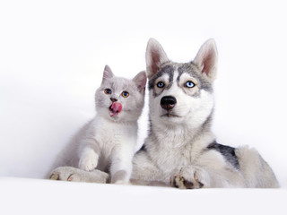 Siberian husky puppy together with brittish kitten