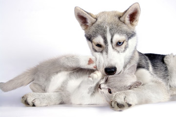 Siberian husky puppy together with brittish kitten