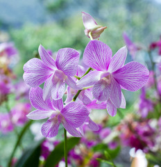Beautiful hybrid dendrobium orchid flower branch