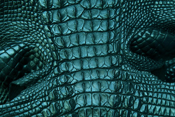 Crocodiles skin