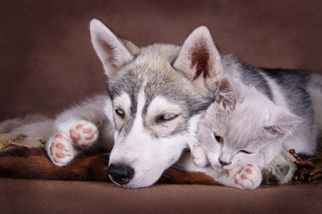 Siberian husky puppy together with brittish kitten © Kseniia
