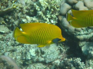 barriera corallina e pesci del mare