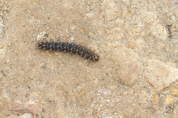 Centipede from Rio Grande do Sul