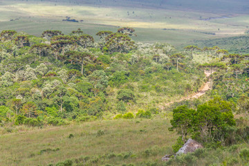 Road and Araucaria angustifolia Forest