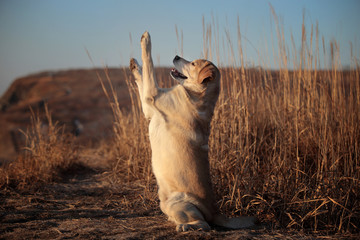 Smart labrador retriever