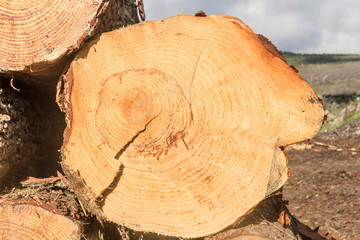 details of a pile of sawed pine wood