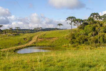 Fototapeta na wymiar Araucaria in a farm field and small lake