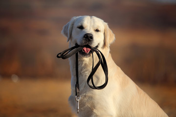 Golden retriever with leash