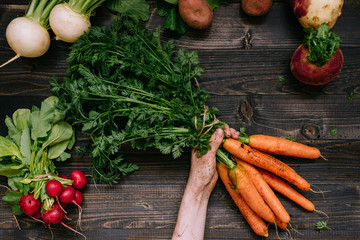 Organic vegetables. Farmer's hands holding harvested carrots on the dark wooden background, top view