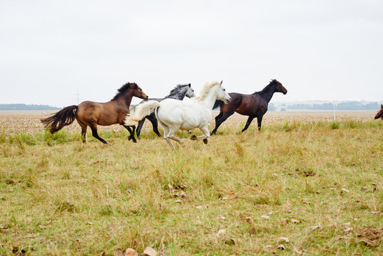 Five horses galloping across field