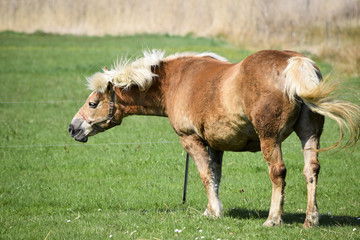 Shaking, happy horse on the green pasture
