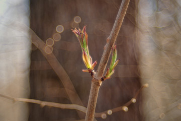 The first foliage in the trees