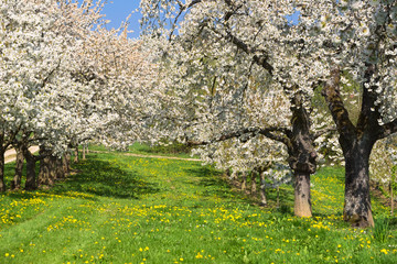 Kirschblüte in Wiesbaden © fotografci
