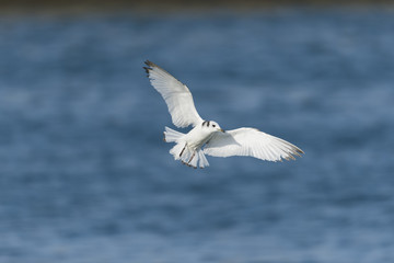 ミツユビカモメ(Black-legged kittiwake)