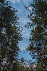 Bottom view of tall old trees in evergreen pine forest. Scenic view.