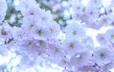 Sakura flowers are close-up.