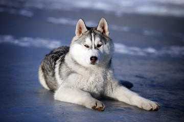 Siberian Husky dog
