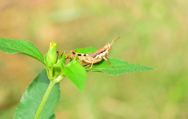 grasshopper on the grass leaf in moring light