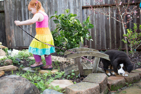 Young girl trying to walk pet dog in garden