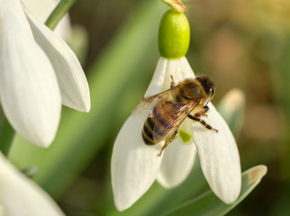 Spring snowdrop flowers.