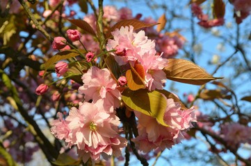 Close-up image of pink cherry blossom.
