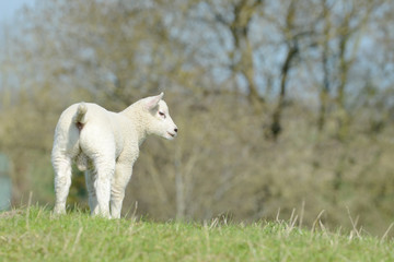Fototapeta premium White Sheep lamb standing on pasture and looking