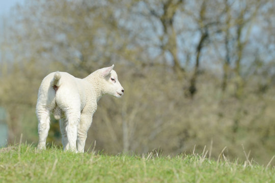 White Sheep lamb standing on pasture and looking