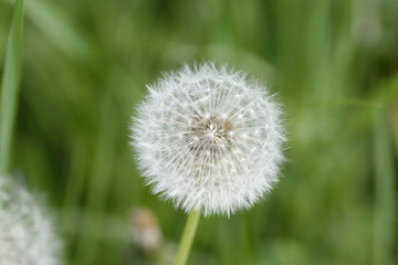 flower of dandelion
