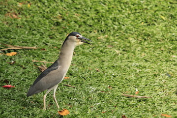 Black Crowned Night Heron walking in Malaysia