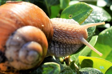 Snail on a leaf