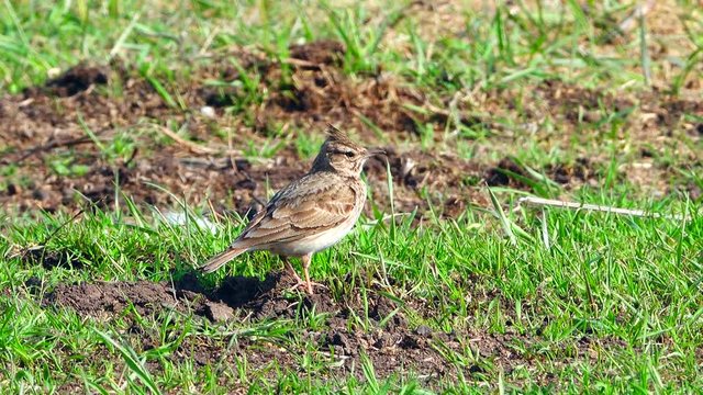 skylark on a green grass