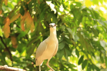 Black Crowned Night Heron on a branch in Malaysia