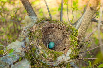 One light blue Robins egg in the nest.