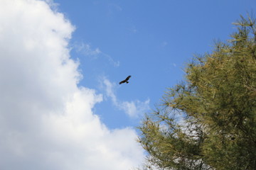 bird
