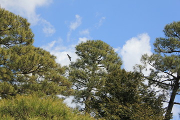 bird