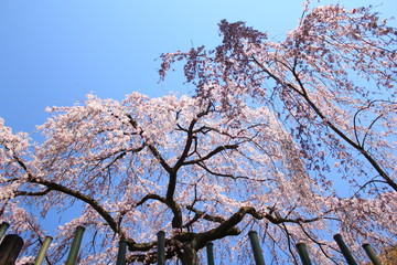 cherry blossoms