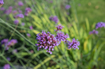 Small purple garden flowers on blurry background